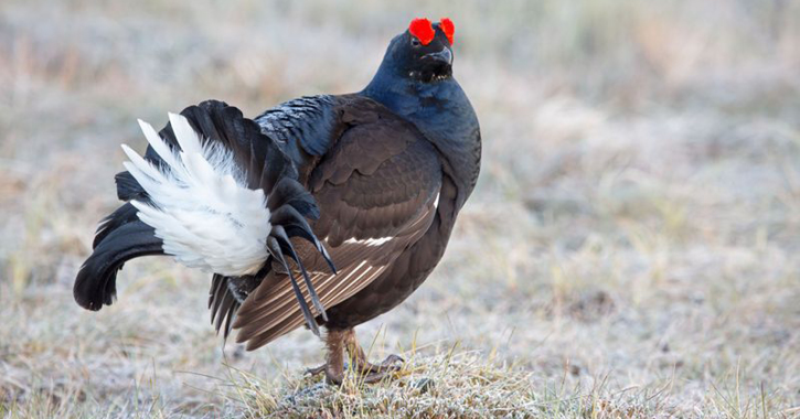 male black grouse